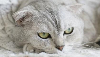 成本重心上移 尿素易涨难跌