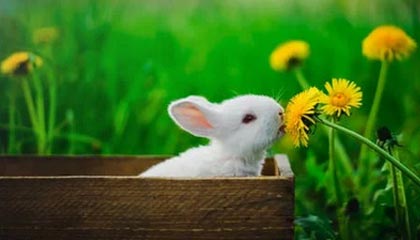 【保险+期货】华联期货绿春县2022年橡胶“保险+期货”项目进入理赔阶段