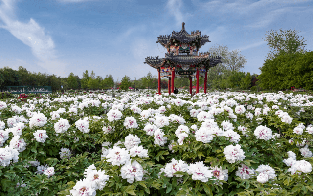 【新闻资讯】一朵花与一座城的成长