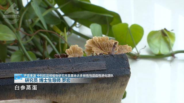 “可以蒸蛋”！昆明一女子家中搓衣板上长菌<strong></p>
<p>现代贵金属分析方法</strong>，品种竟是……