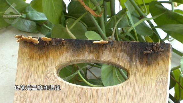 “可以蒸蛋”！昆明一女子家中搓衣板上长菌<strong></p>
<p>现代贵金属分析方法</strong>，品种竟是……