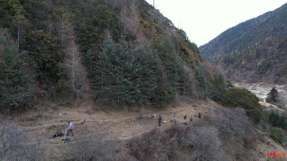 揭秘“野猪猎捕队”丨海拔3000米高山密林<strong></p>
<p>融祥贵金属诈骗</strong>，记者跟队直击猎捕野猪全过程