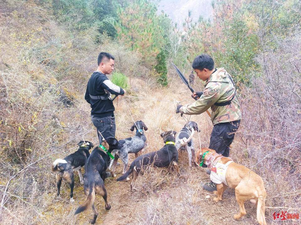 揭秘“野猪猎捕队”丨海拔3000米高山密林<strong></p>
<p>融祥贵金属诈骗</strong>，记者跟队直击猎捕野猪全过程