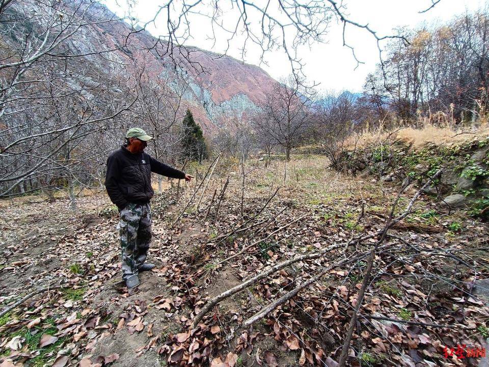 揭秘“野猪猎捕队”丨海拔3000米高山密林<strong></p>
<p>融祥贵金属诈骗</strong>，记者跟队直击猎捕野猪全过程