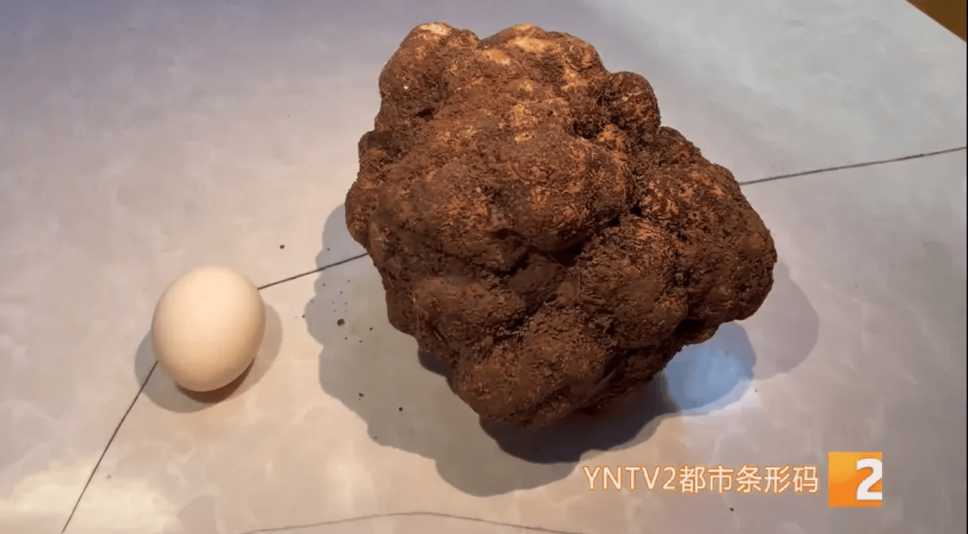 昆明一村民挖到1.7公斤超大松露<strong></p>
<p>融祥贵金属诈骗</strong>！“看都看不够”