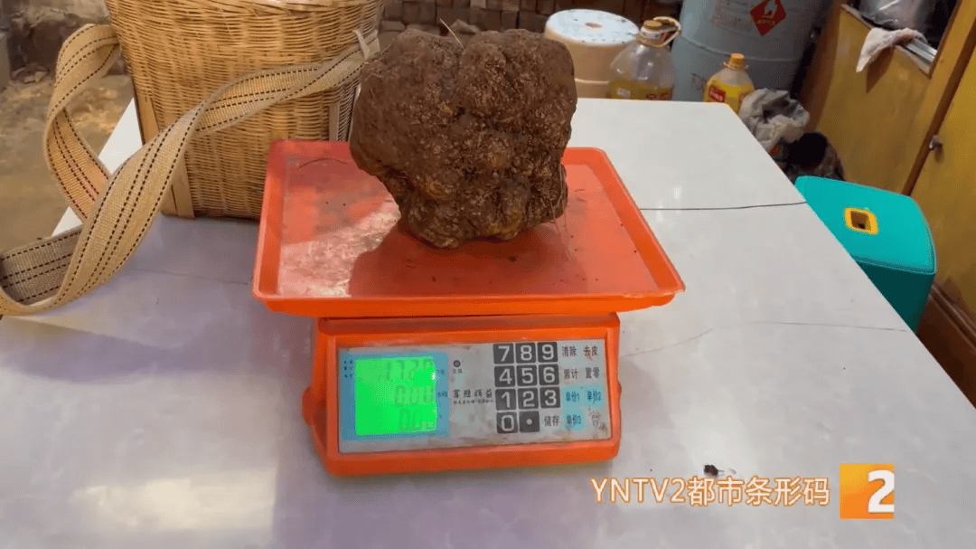 昆明一村民挖到1.7公斤超大松露<strong></p>
<p>融祥贵金属诈骗</strong>！“看都看不够”