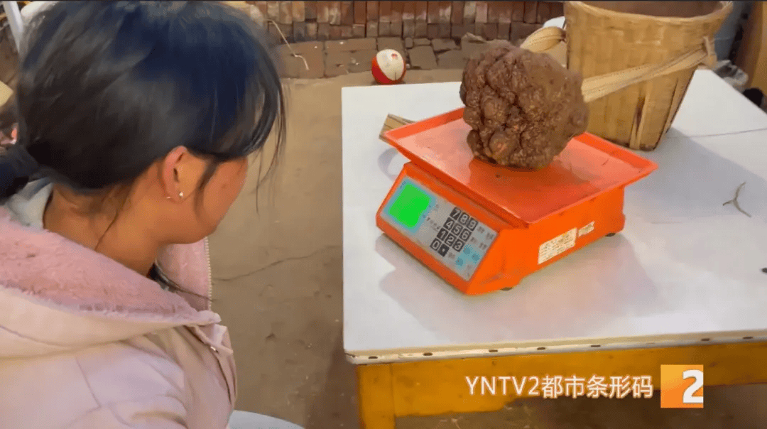 昆明一村民挖到1.7公斤超大松露<strong></p>
<p>融祥贵金属诈骗</strong>！“看都看不够”