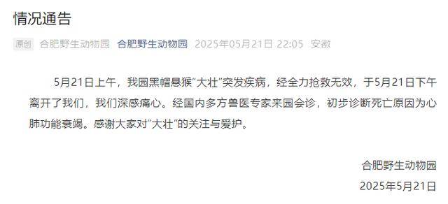 网红猴“大壮”突然离世<strong></p>
<p>DOTAPP下载</strong>！曾因方脸“丑”出圈