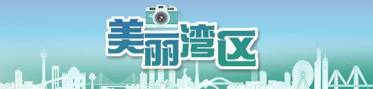 慕了！深圳人太幸福<strong></p>
<p>LTCAPP下载</strong>，家门口邂逅百万荷花，城市诗意直接拉满