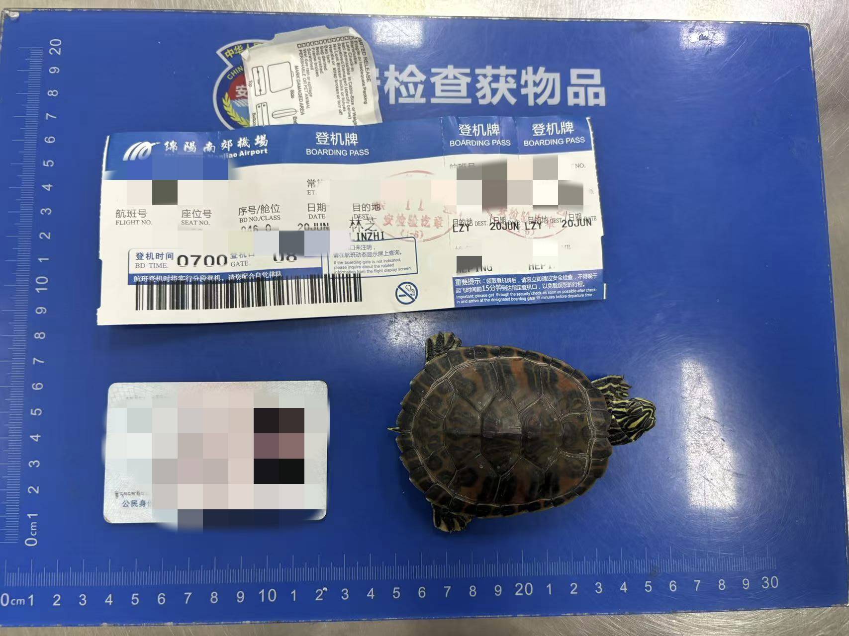 女子将宠物乌龟藏在蝴蝶结盘发内<strong></p>
<p>IPFSAPP下载</strong>，过安检乘飞机时被查 警方：批评教育