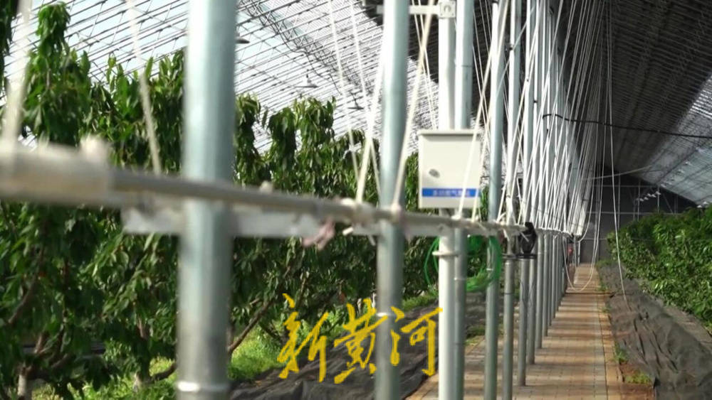 潍坊临朐：30.77 亿元<strong></p>
<p>BITOP价格</strong>！“红玛瑙”大樱桃何以成乡村振兴“甜蜜引擎”