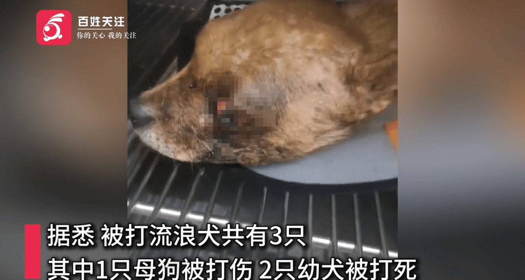 保安称“经常咬人”打死流浪犬<strong></p>
<p>波卡币价格</strong>，居民上门讨说法：这个门卫穷凶极恶