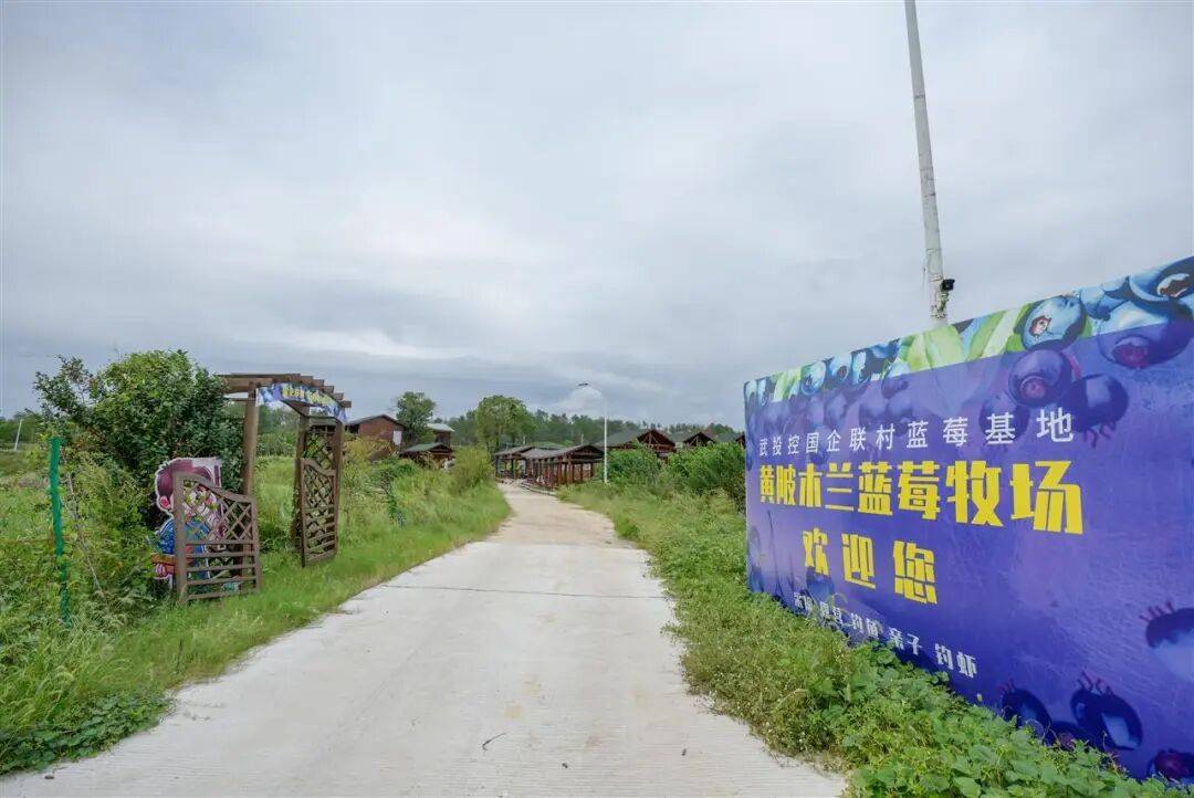 国企联村·强村富民｜一颗蓝莓激活乡村振兴<strong></p>
<p>比特现金价格</strong>，书写荒坡变宝地新篇