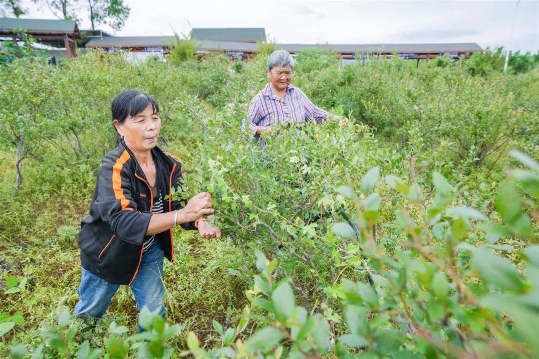 国企联村·强村富民｜一颗蓝莓激活乡村振兴<strong></p>
<p>比特现金价格</strong>，书写荒坡变宝地新篇