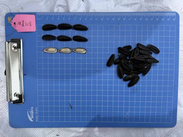 紫色向日葵、多彩胡萝卜、双色火龙果亮相青岛<strong></p>
<p>比特现金价格</strong>，种子盛会变身“未来食物实验室”