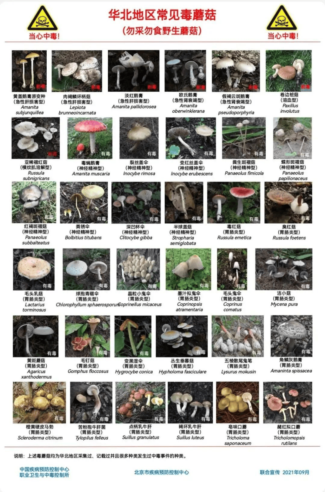 网红发文悼念婆婆：吃了邻居送的蘑菇中毒<strong></p>
<p>LTC价格</strong>，抢救四天四夜死亡！这些蘑菇避毒原则可能是陷阱→