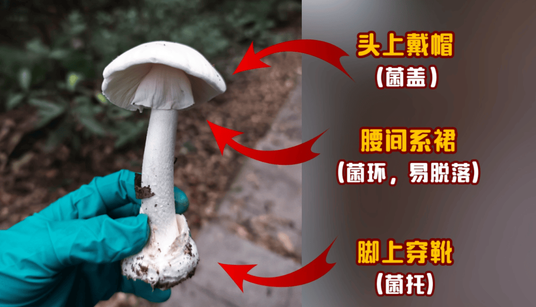 网红发文悼念婆婆：吃了邻居送的蘑菇中毒<strong></p>
<p>LTC价格</strong>，抢救四天四夜死亡！这些蘑菇避毒原则可能是陷阱→