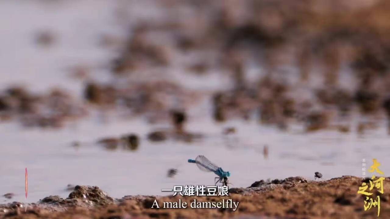 闪电评论｜镜头“深潜”大河洲，故事“直抵”世界心