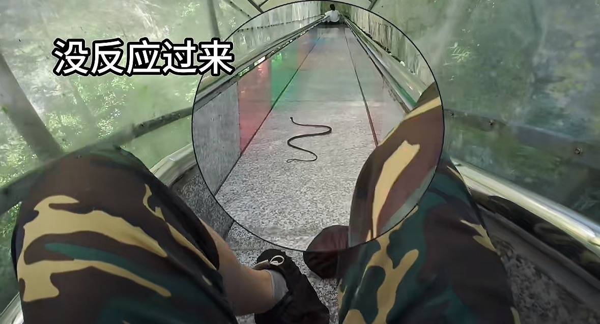 游客称在广西丹炉山滑道遇蛇<strong></p>
<p>数字货币交易网站</strong>，景区致歉：这么多年就这一次，每年都做防蛇处理