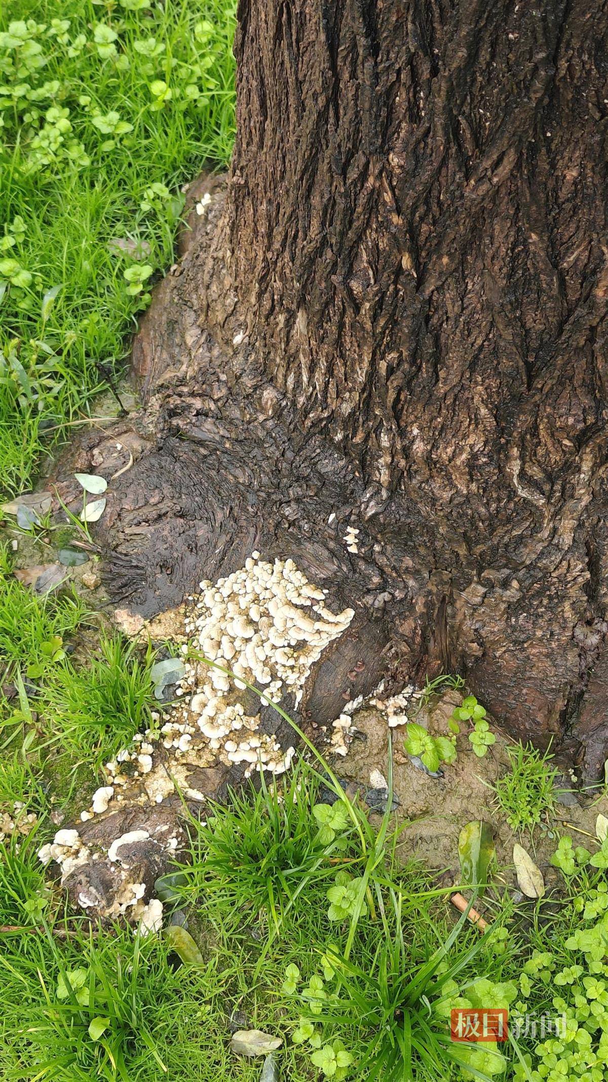 西安连续一个多月降雨遍地长蘑菇<strong></p>
<p>数字货币交易APP下载</strong>，大雁塔受潮，城墙布满青苔，气象局解释成因