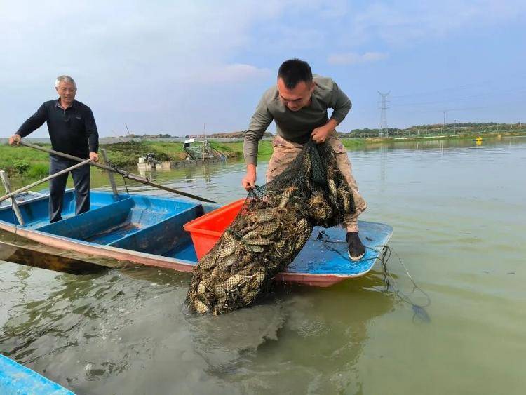 武汉江夏一地大闸蟹大量上市<strong></p>
<p>数字货币app</strong>，日产1000斤当天售完，每只螃蟹有自己的“身份证”，吃深海小黄鱼长大