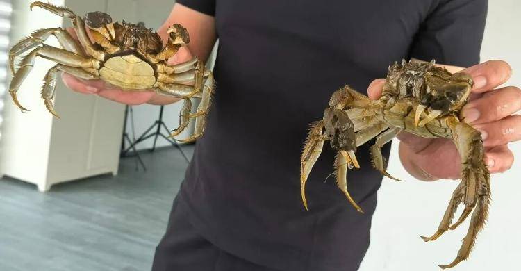 武汉江夏一地大闸蟹大量上市<strong></p>
<p>数字货币app</strong>，日产1000斤当天售完，每只螃蟹有自己的“身份证”，吃深海小黄鱼长大