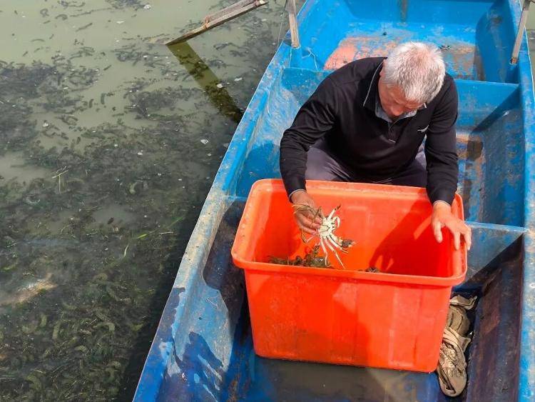 武汉江夏一地大闸蟹大量上市<strong></p>
<p>数字货币app</strong>，日产1000斤当天售完，每只螃蟹有自己的“身份证”，吃深海小黄鱼长大