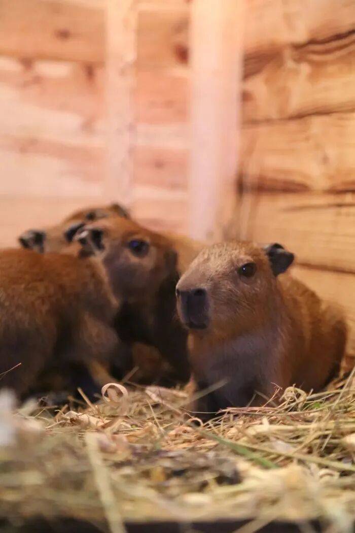 出生1小时就能独立行走<strong></p>
<p>数字货币平台</strong>,济南动物园“果果”和“豚豚”的4只新生幼崽,周末和市民见面