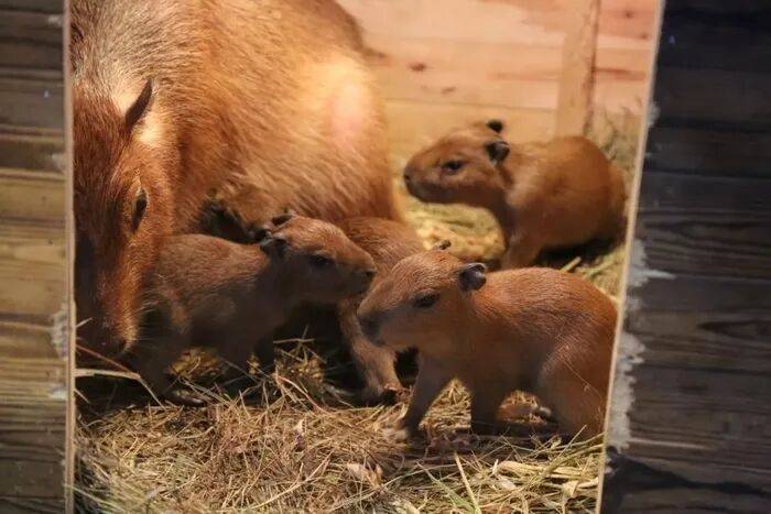 出生1小时就能独立行走<strong></p>
<p>数字货币平台</strong>,济南动物园“果果”和“豚豚”的4只新生幼崽,周末和市民见面