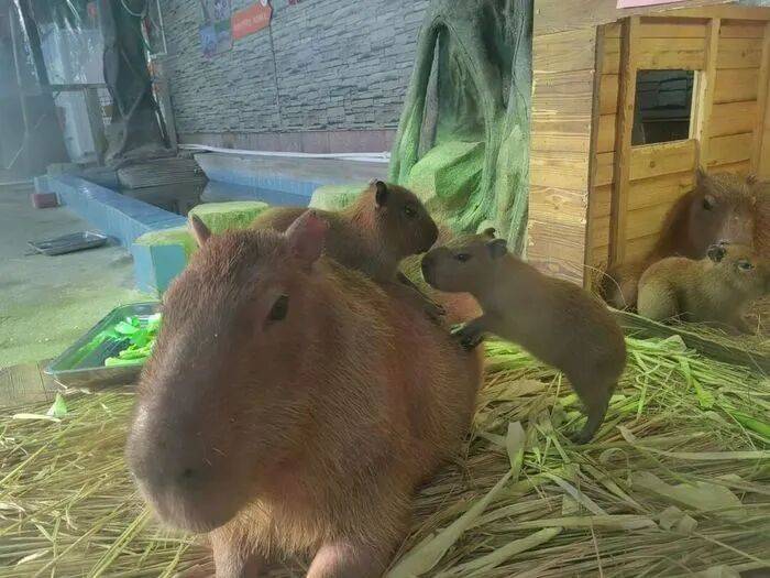 出生1小时就能独立行走<strong></p>
<p>数字货币平台</strong>,济南动物园“果果”和“豚豚”的4只新生幼崽,周末和市民见面