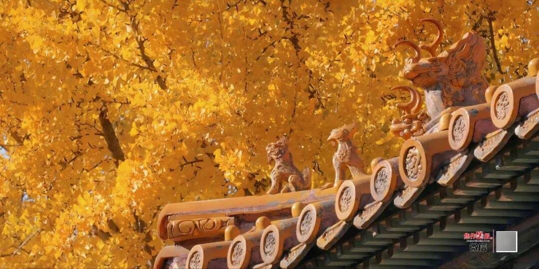 银杏金黄<strong></p>
<p>数字货币APP下载</strong>！铺满焦作的秋天！