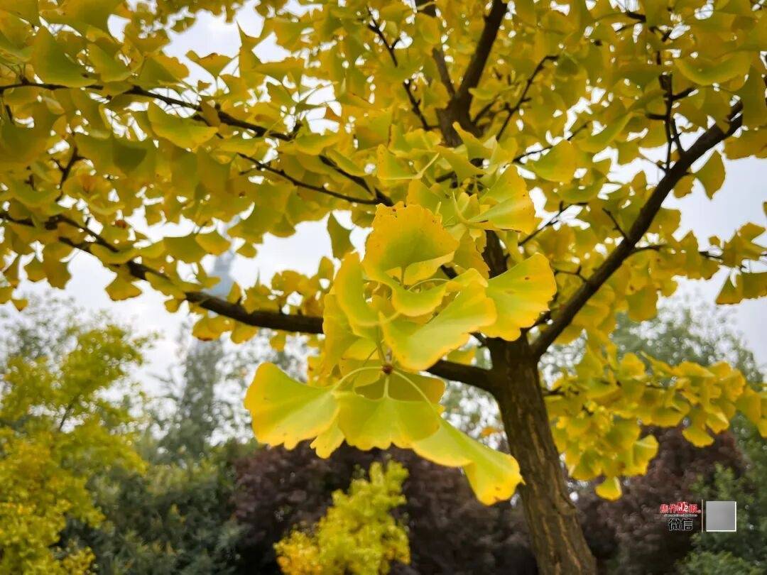 银杏金黄<strong></p>
<p>数字货币APP下载</strong>！铺满焦作的秋天！