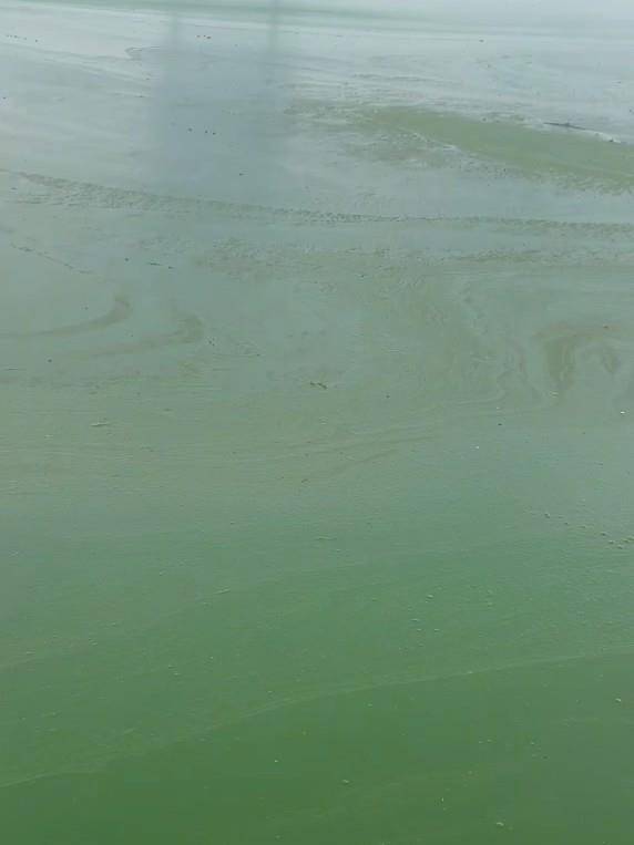 昆明滇池部分水域变绿有异味，管理局：特定气候下出现轻度水华，已处理控制