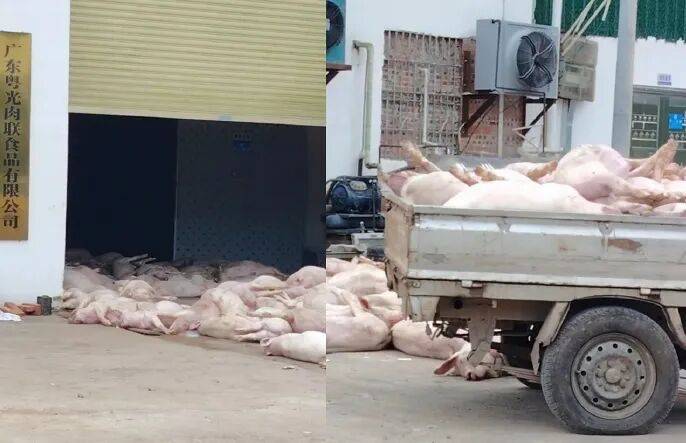 广东一肉联公司门口堆满死猪<strong></p>
<p>数字货币价格</strong>，官方通报：7人被公安控制，涉嫌非法处置死猪