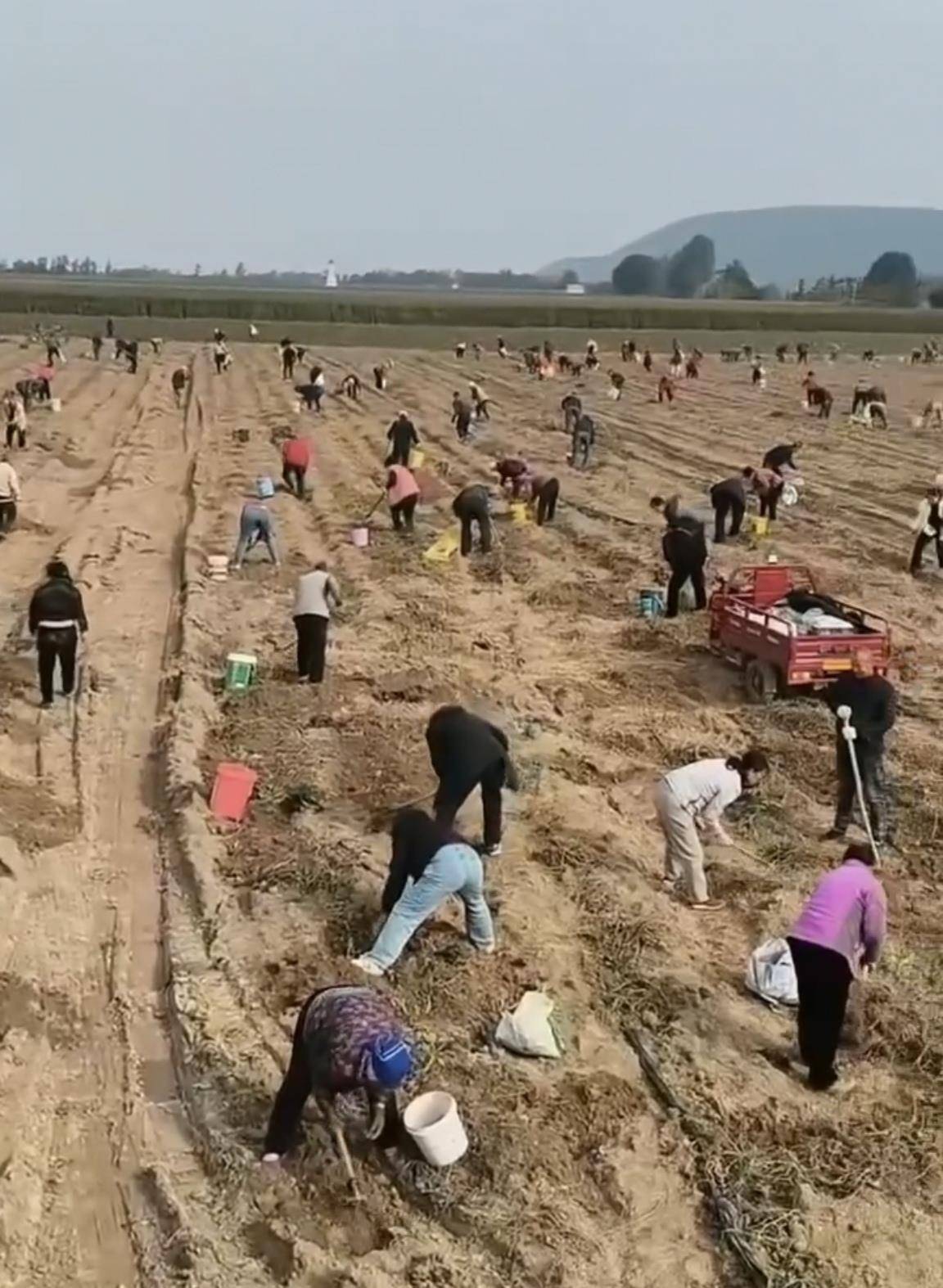 数百人冲进地里捡红薯<strong></p>
<p>BITOP</strong>，田主称是秋收剩下的，网友：免费翻地，利人利己