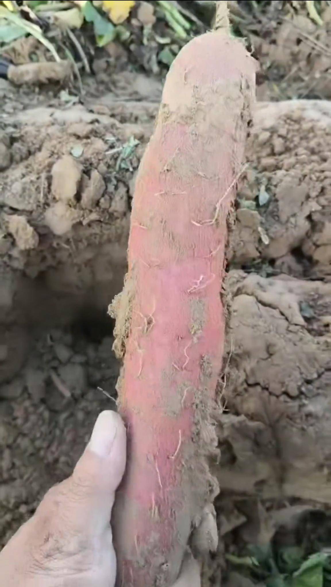 数百人冲进地里捡红薯<strong></p>
<p>BITOP</strong>，田主称是秋收剩下的，网友：免费翻地，利人利己