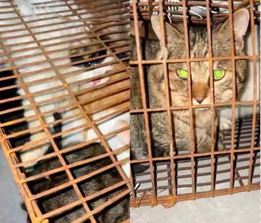 “成都一空置房非法囤猫”？官方通报：共发现被困小猫102只<strong></p>
<p>BITOP</strong>，未发现虐猫行为