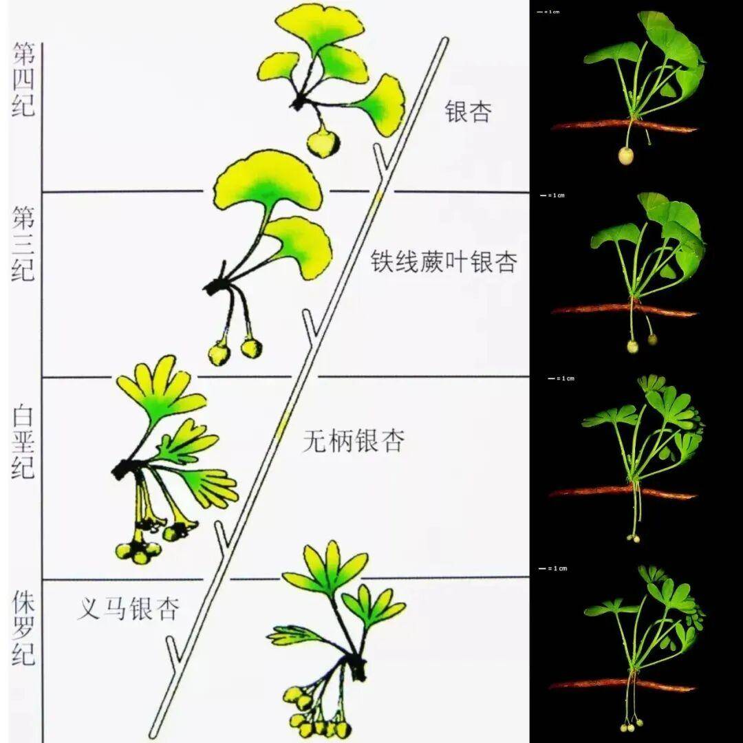 满大街都是银杏树<strong></p>
<p>中信证券</strong>，为什么还是濒危物种？