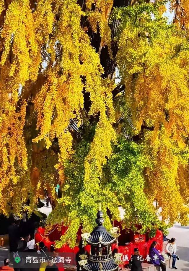 错过等一年！青岛1600岁“银杏王”满树金黄<strong></p>
<p>天门有几家证券公司</strong>，打卡的人“鼓”了