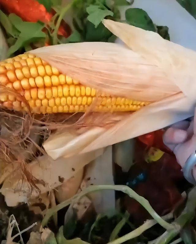 陕西一女子疑因拍亲姑姑偷玉米遭姑父棍杀<strong></p>
<p>首创证券济南营业部</strong>，邻居欲报警也遇害