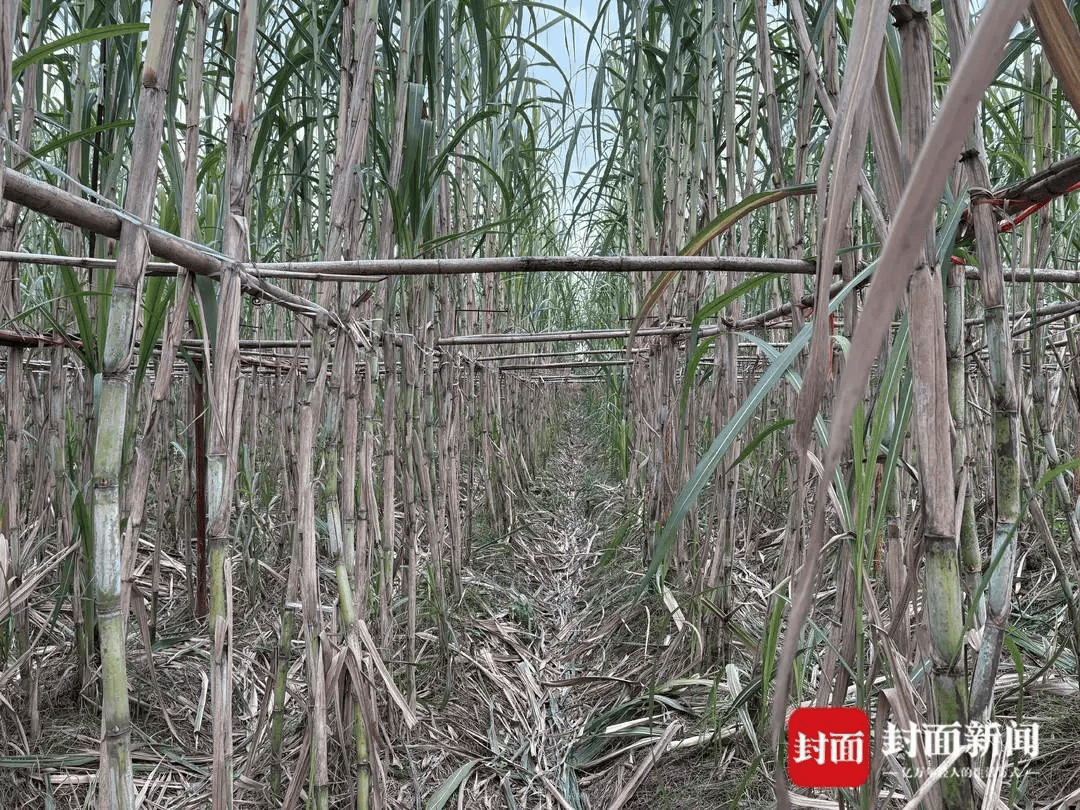 四川眉山“偷甘蔗农场”爆火！增设2.99元入场费后<strong></p>
<p>盈透证券资金如何转出</strong>，地里仍来了上千游客，“偷甘蔗”被逮到的人要表演才艺，老板：日销售有时近万元