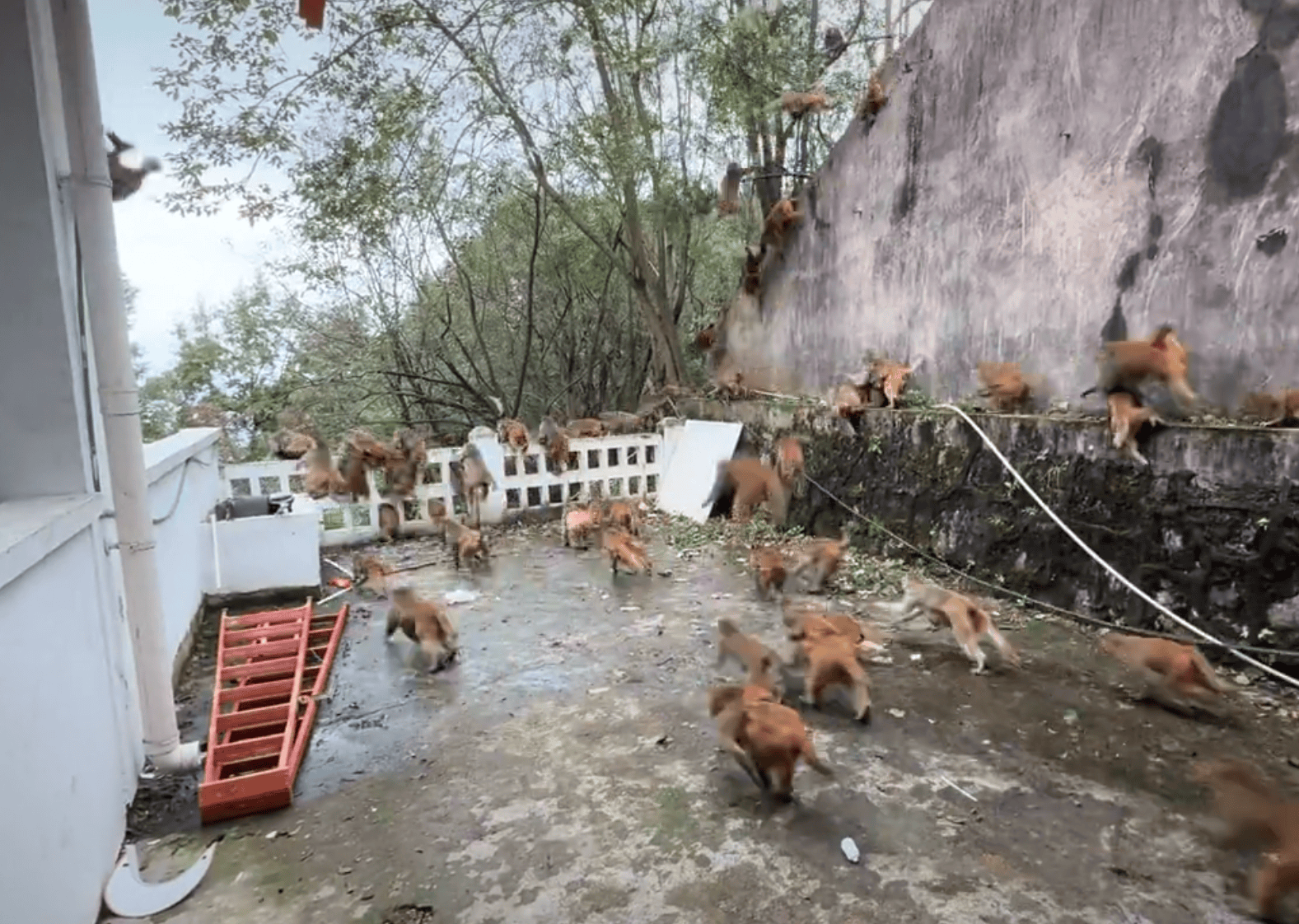 贵阳黔灵山下起“猴子雨”？当地称属猴群正常活动<strong></p>
<p>德州有几个证券公司</strong>，曾发猕猴分流公告：数量远超承载力