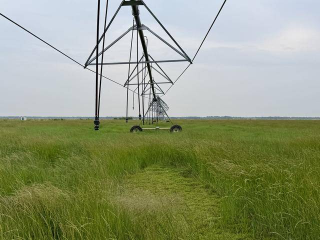 北京送到内蒙古的一株羊草,入选了全球最佳减贫案例